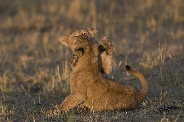 Löwenjungen spielen in der Masai-Mara — Stockfoto
