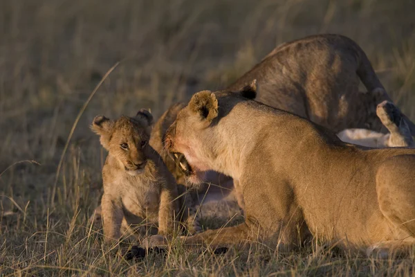 Leeuwin gromt op een cub in de masai mara - Kenia — Stockfoto