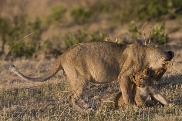 Leoa e seu filhote na Masai Mara — Fotografia de Stock