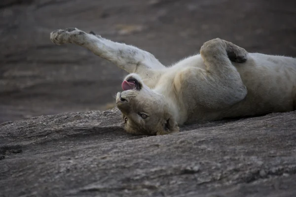 stock image Young male Lion stretching in the Masai Mara