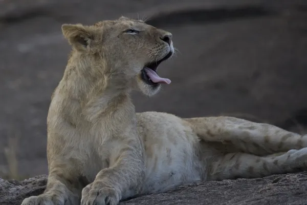 stock image Young male Lion yawning in the Masai Mara