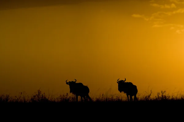 stock image Wildebeest at sunset