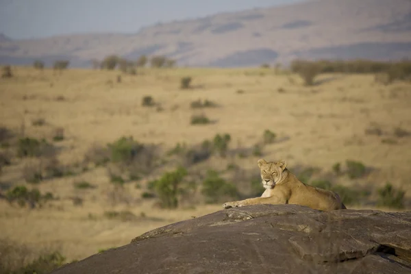 Löwin liegt auf einem Felsvorsprung in der Masai Mara — Stockfoto