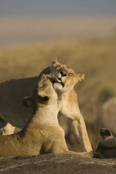 Lion pride Masaï mara - kenya — Photo