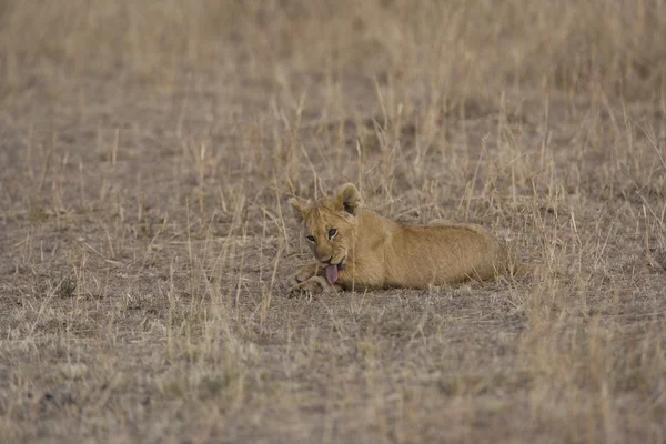 Cachorro león en el Masai Mara - Kenia —  Fotos de Stock