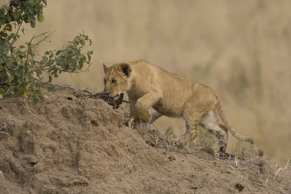 小狮子的散步走过马赛马拉-肯尼亚 — 图库照片