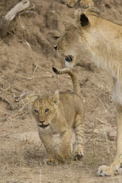Leeuwin en cub in de masai mara - Kenia — Stockfoto
