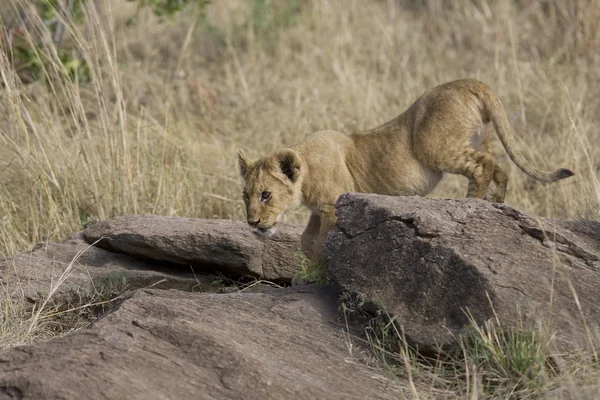 Mladý lev v masai mara — Stock fotografie