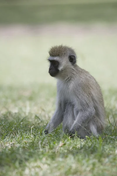 Vervet Monkey forragens no chão — Fotografia de Stock
