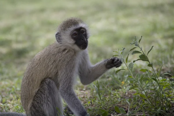 Vervet Monkey forrajea en el suelo — Foto de Stock