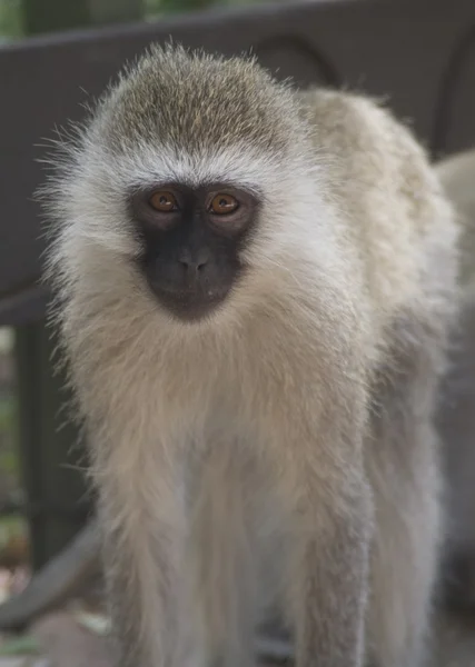 Vervet Monkey in a Kenyan safari camp — Stock Photo, Image