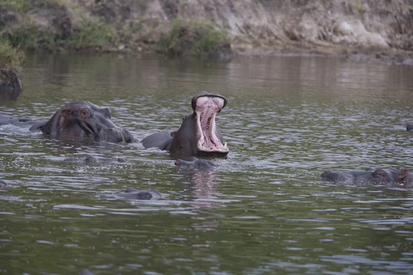Hipopotam wyświetla dominacji wśród pod — Zdjęcie stockowe