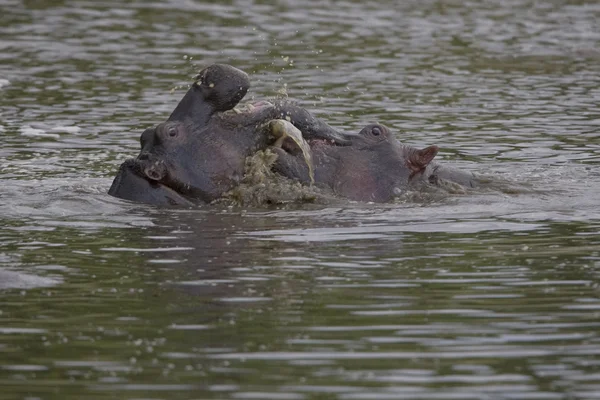 2 Hippos fight in the water — Stock Photo, Image