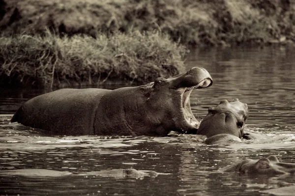 2 hipopotamy walka w wodzie — Zdjęcie stockowe