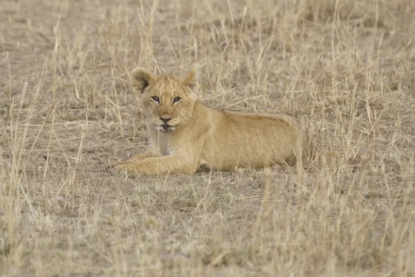 Λιονταράκι σε το Μασάι Μάρα - Κένυα — Φωτογραφία Αρχείου