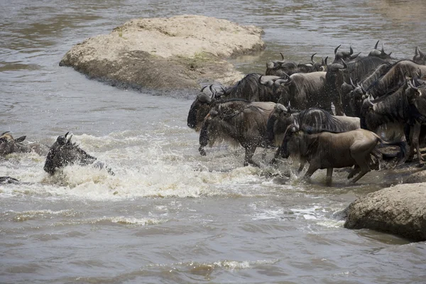 牛羚跑向这条河上迁移 — 图库照片