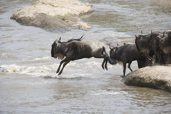牛羚群穿越马拉河 — 图库照片