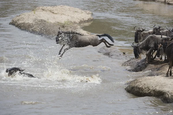 Manada de gnus atravessando o rio Mara — Fotografia de Stock