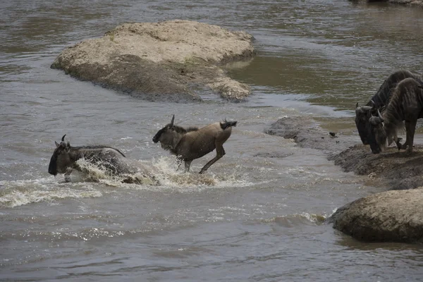 Wildebeest herd crossing the Mara river — Stock Photo, Image