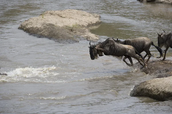 Manada de ñus cruzando el río Mara — Foto de Stock