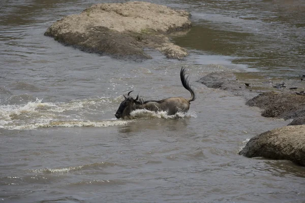 Wildebeest korsar floden mara — Stockfoto