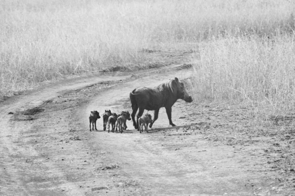 Masai mara Warthog ailede — Stok fotoğraf