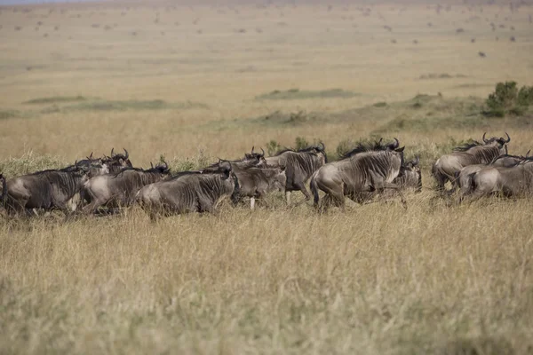 Manada de gnus correndo em direção ao rio Mara — Fotografia de Stock