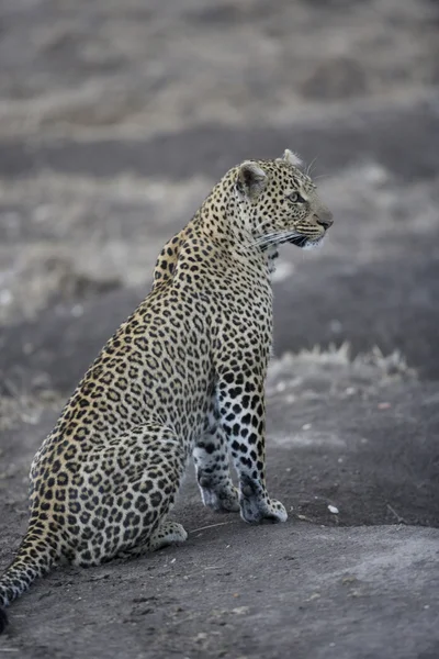 Leopard sitter i masai mara — Stockfoto
