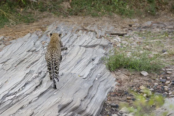 Самка леопарда носит очень молодого детёныша — стоковое фото