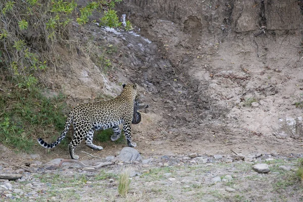 Leopardo hembra llevando un cachorro muy joven —  Fotos de Stock