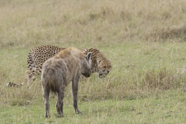 Mujer guepardo se acerca demasiado a una hiena —  Fotos de Stock