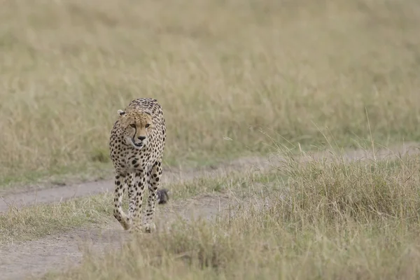 Cheetah walking in the Masai Mara — Stock Photo, Image