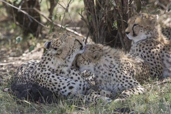 stock image Cheetah family in the Masai Mara