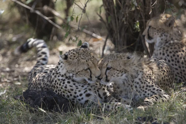 Cheetah family in the Masai Mara — Stock Photo, Image