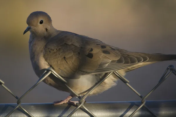 stock image Mourning Dove in Tucson Arizona