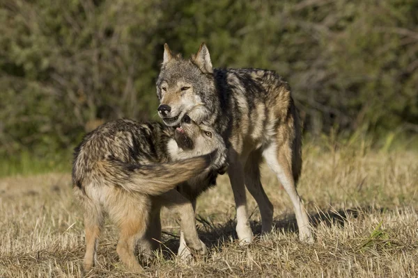 Wölfe zeigen Bindungsrituale — Stockfoto