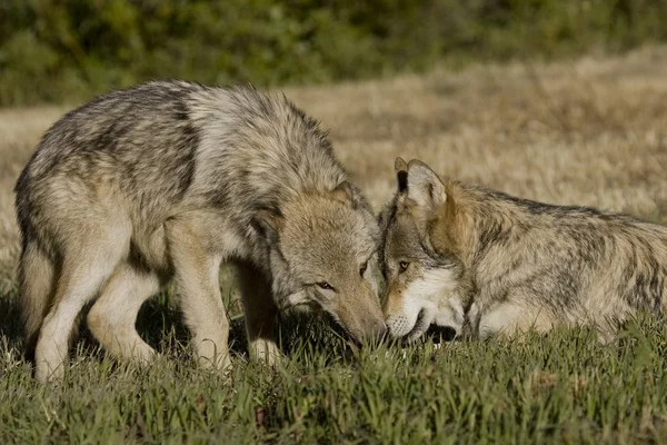 オオカミ表示結合の儀式 — ストック写真
