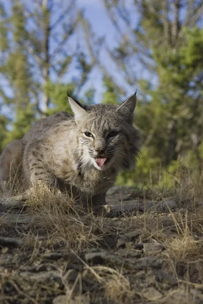 Bobcat hembra en el bosque —  Fotos de Stock