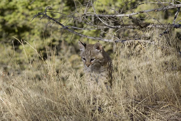 Bobcat katje in het bos — Stockfoto