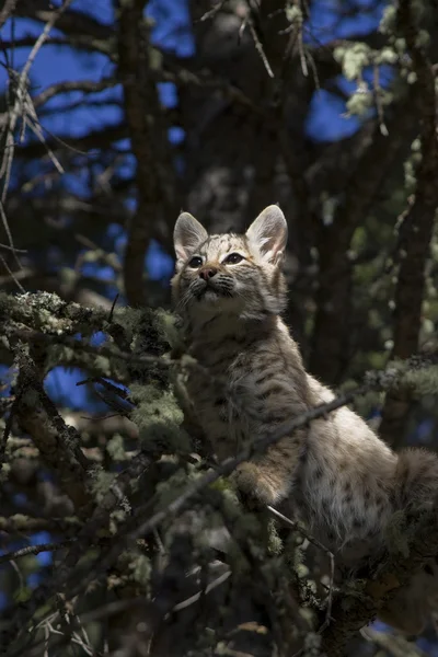 Bobcat kissanpentu juuttuu puuhun — kuvapankkivalokuva