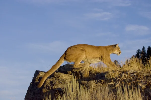 Puma skacze na skalistym odkrywka — Zdjęcie stockowe