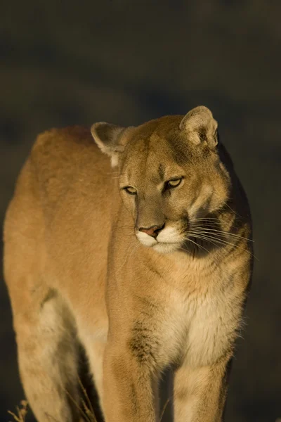 Hegyi oroszlán, Puma, Montana — Stock Fotó
