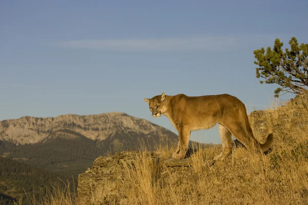 MOUNTAIN LION, COUGAR IN MONTANA — Stock Photo, Image