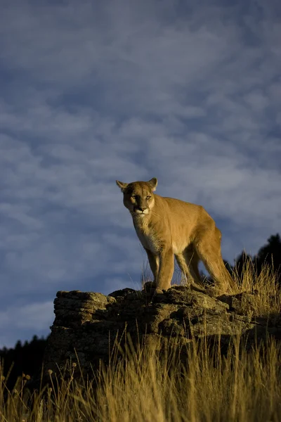 Puma, Puma w montana — Zdjęcie stockowe
