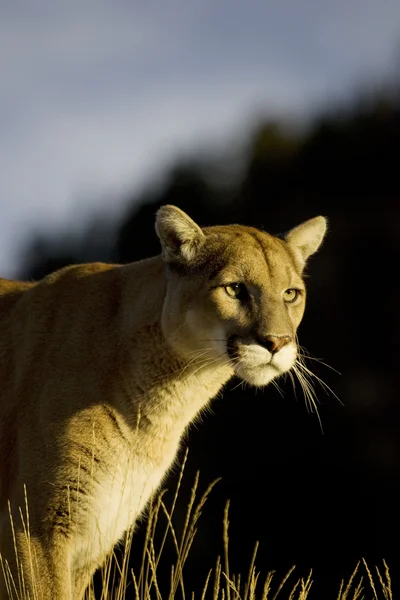 Mountain Lion kävelee rinnettä alas — kuvapankkivalokuva