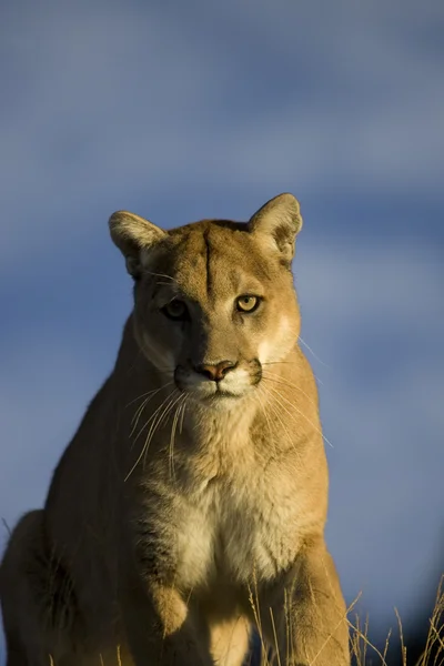 Hegyi oroszlán, Puma, Montana — Stock Fotó