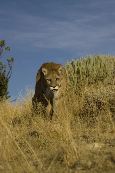 Puma spacery po długiej trawy — Zdjęcie stockowe