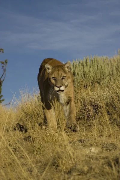 Puma chodí přes vysoké trávě — Stock fotografie