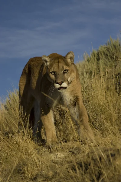 Puma chodí přes vysoké trávě — Stock fotografie