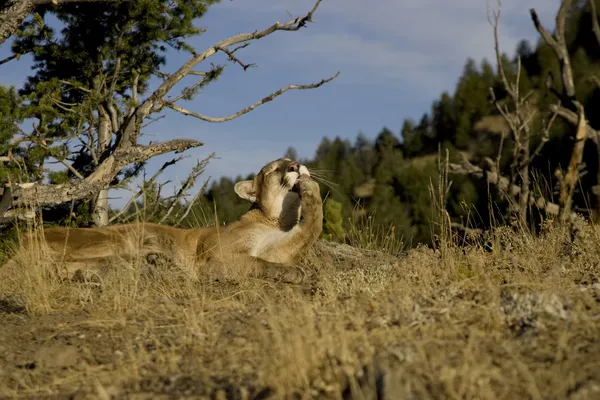 Cougar lays down on a hillside and grooms — Stock Photo, Image
